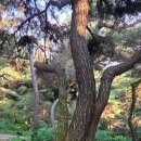 산막이가는길 민박 | [속리산둘레길] 6구간~7구간(대티마을-선유대-쌍곡계곡) 26/06/06---산막이 옛길~