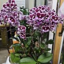 초계꽃식물원 이미지