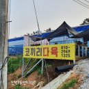 코끼리다육 이미지