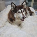 일산동물의료원 | 일산동물의료원_대형견 당일 접수 진료 후기_초음파 엑스레이 혈액검사_서이추환영