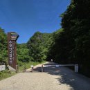 왕버들로 이미지