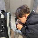 동탄동물병원 | 3개월 된 아기고양이 티모의 피부병과 예방접종2차 동탄 메디스동물병원 후기