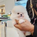 306 퍼피 이미지