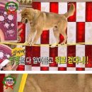 [스타킹] `스타킹`PD·강호동, 동물 학대로 고발 당해 이미지