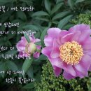 함박꽃