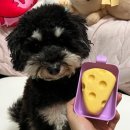 하늘바라기펫푸드 강아지수제간식 강아지케이크 | 강아지 치즈케이크 부천 수제간식 펫푸드 추천 트렌독 애견간식 후기