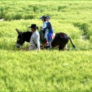 아련한 추억속의 청 보리밭 풍경 - 고창 청보리밭 축제 이미지