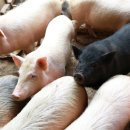 사성농장 이미지