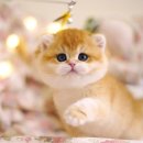 강남고양이분양 호야캣 | 믿고 상담할 수 있는 강남고양이분양 전문샵 강남고양이분양 호야캣