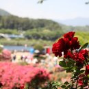 장미의거리1 이미지