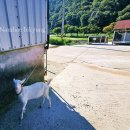 은사목장 | 남해 양떼목장 양마르뜨언덕 아이와 가볼만한곳 먹이주기 체험 카페 가을 힐링 여기!