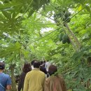 경북농민사관학교/동양대학교 산학협력단/안동파파야농장/현장견학/현장교육/체험 이미지