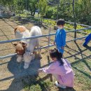 별이네 농원 | 경북 경산 와촌 아이와 가볼만한 곳 포니힐링농원(승마체험, 모래놀이, 트램펄린, 목공예체험 등)