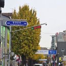 올리브영은행나무