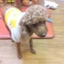 순돌뭐하니 이미지