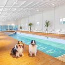 용문 애견 이미지