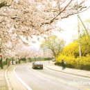 여행-벚꽃-[국내여행]충주호 청풍호반 벚꽃축제 8~16일 개최 이미지