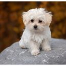 나음동물의료센터 이미지