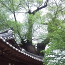 목사내아 이미지