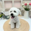 정말귀엽개 이미지