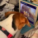 스마트심바이오 이미지