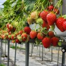 경기도 양평군 양평유치원 이미지