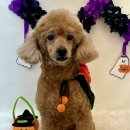 화사하개 이미지