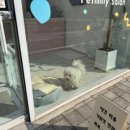 펫밀리하우스 네이버블로그