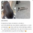 디머드헤어 이미지