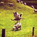 스위스목장 이미지