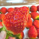 산지로 | 딸기추천 산지직송 설향 달콤팜 생딸기, 한 입에 반한 솔직후기