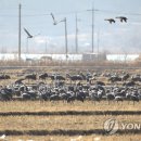 낙곡