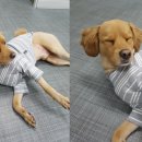 댕댕이라이프 이미지