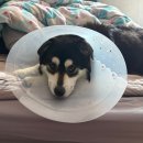 이천축산업협동조합동물병원 | 1살 성견 수컷 12kg 중형견 중성화수술 이천스마일동물의료센터