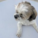 늘,예쁜개 이미지