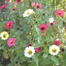 정선베다니자연농장 이미지