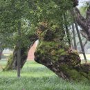 12th forest 이미지