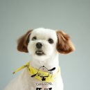 브라운 펫살롱 이미지