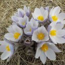 봄을 알리는 첫꽃 록키할미꽃( Prairie Crocus)-4/25,2024 이미지