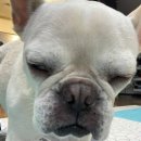 라온동물의료센터 이미지