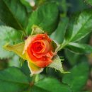 양광모농장 이미지