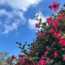 숨도 귤림성 이미지