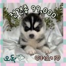2개월령 아기강아지들 분양합니다 이미지