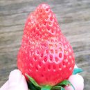 영남과일마트