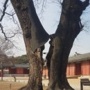 궁뜰 이미지
