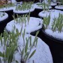 춘화농장 이미지