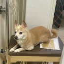 남해의 사계 | 석계역 한식주점 ‘사계’ 솔직후기