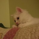 황동물병원 이미지