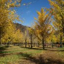 은행나무숲 주차장 부근 이미지