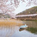 고남저수지 | 서산여행 서산 아남마을 벚꽃 축제 가볼만한곳 고남저수지